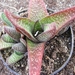 gasteria  carinata