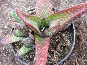 gasteria  carinata