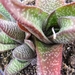 gasteria  carinata.                                             2