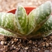 gasteria  casinata      ( oranje grove  north of worcester )