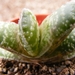 gasteria  casinata      ( oranje grove  north of worcester ).    