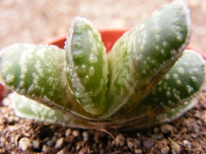 gasteria  casinata      ( oranje grove  north of worcester ).    