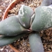 gasteria  disticha