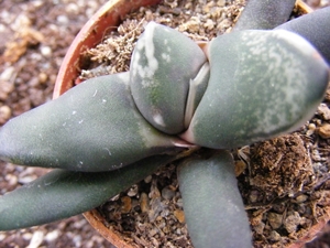 gasteria  disticha