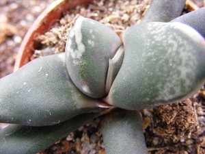 gasteria  disticha.                                              