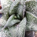 gasteria  ellephieae.                                            