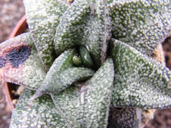 gasteria  ellephieae.                                            