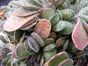 gasteria  fa brachyhylla