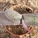 gasteria  glauca