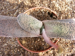 gasteria  glauca