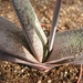 gasteria  glauca.                                             2