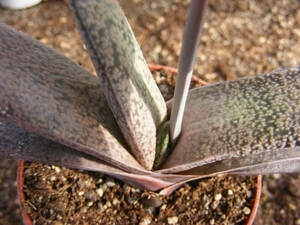 gasteria  glauca.                                             2