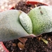 gasteria  nitida . v . beckenii