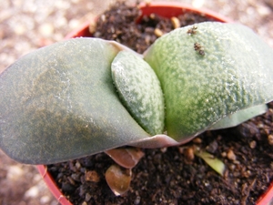 gasteria  nitida . v . beckenii