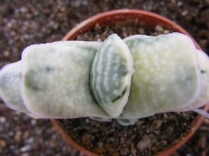 gasteria  pillansii