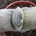 gasteria  pillansii.                                             