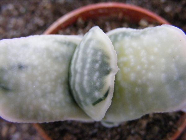 gasteria  pillansii.                                             