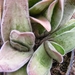 gasteria  schekertiana  varigata.                                