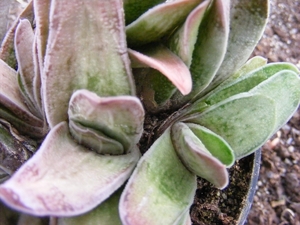 gasteria  schekertiana  varigata.                                