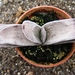 gasteria  schekertiana  varigata.                                