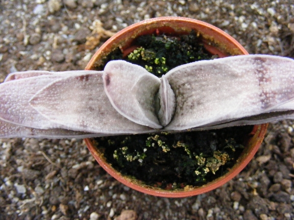 gasteria  schekertiana  varigata.                                
