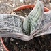 gasteria  sp -   green ice