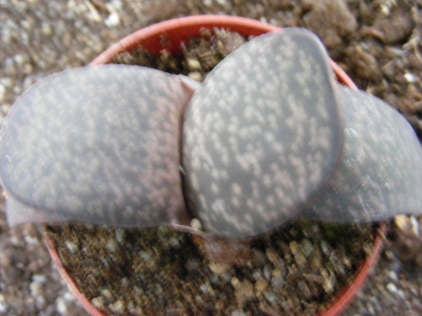 gasteria  sp -  willowmore
