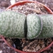 gasteria  vlokii   pb 327