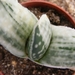 gasteria pilansi   varigata