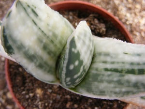 gasteria pilansi   varigata