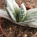 gasteria pilansi   varigata.                                     