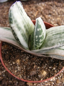 gasteria pilansi   varigata.                                     