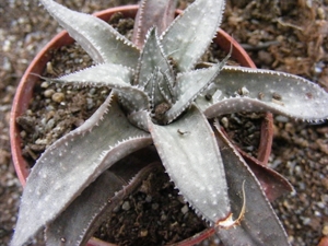 gasteria x aloe    cv wonder