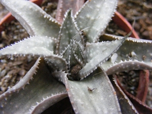 gasteria x aloe    cv wonder.                                    