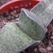 gasteria  brachylla  ( karoo nieuwkloof )