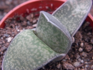 gasteria  brachylla  ( karoo nieuwkloof )