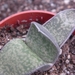 gasteria  brachylla  ( karoo nieuwkloof )                        