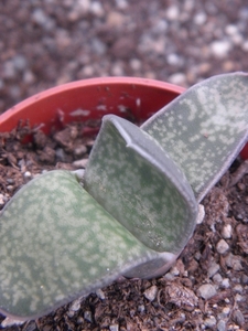 gasteria  brachylla  ( karoo nieuwkloof )                        