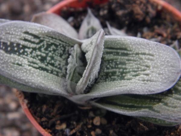 gasteria  cv little warty