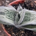 gasteria  cv little warty.                                     2