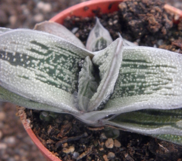 gasteria  cv little warty.                                     2