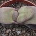 gasteria  glauca