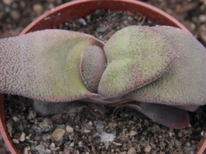 gasteria  glauca