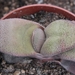 gasteria  glauca                                         2