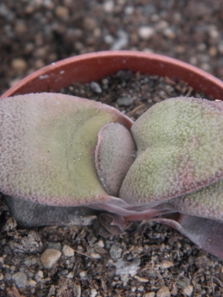 gasteria  glauca                                         2