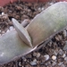 gasteria  rawlinsonii