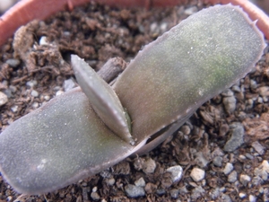 gasteria  rawlinsonii