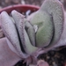 gasteria glomerata