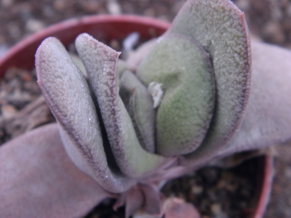 gasteria glomerata