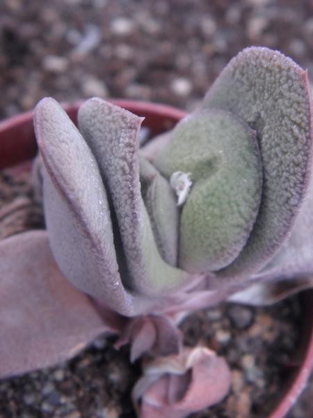 gasteria glomerata                                             2